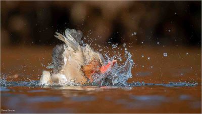 Splashdown- Red Crested Pochard, Steve Banner