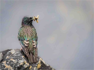 Starling With Grubs, Anna Warrington
