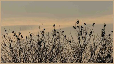 Starlings Evening Gather, Miles Caven
