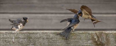 Swallow Parent Feeding Young, Tessa Bramall