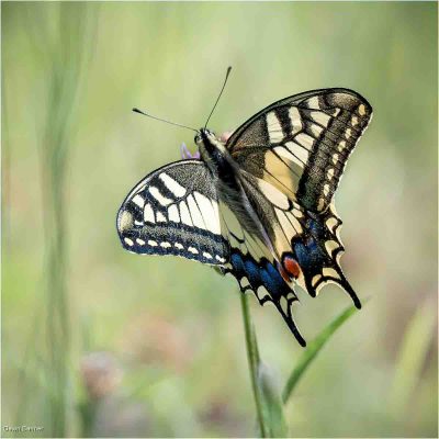 Swallowtail, Dawn Banner