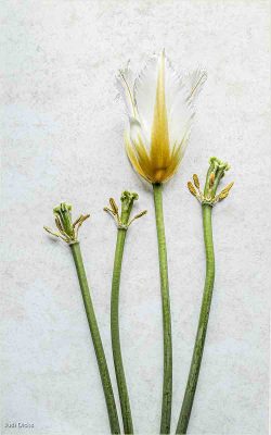 The Last Tulip, Judi Dicks