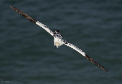 Third Year Gannet Gliding, Tessa Bramall