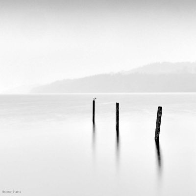 Three Posts And A Gull, Norman Raine