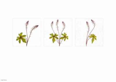 Tiarella Spring Symphony, Judi Dicks