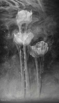 Underwater Poppies