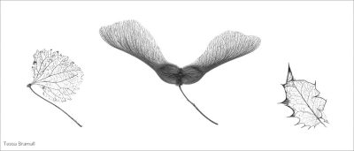 Veins, Tessa Bramall