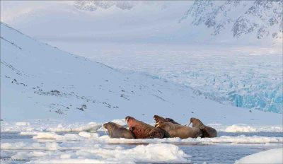 Walruses In Habitat, Anna Warrington