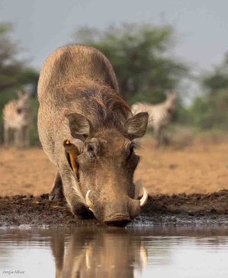 Wart Hog With Ox Pecker, Angie Miles