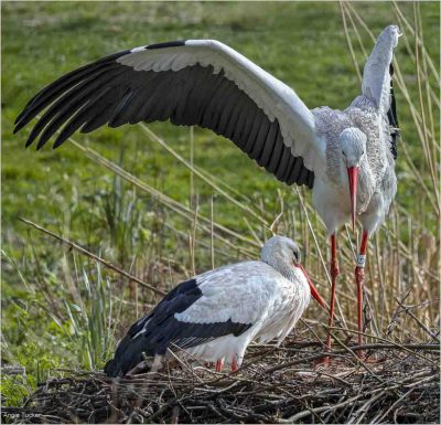 White Storks Nesting, Angie Tucker