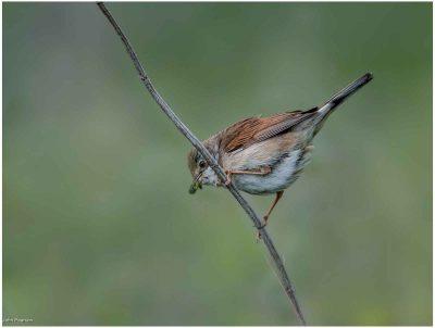 White Throat, John Pearson
