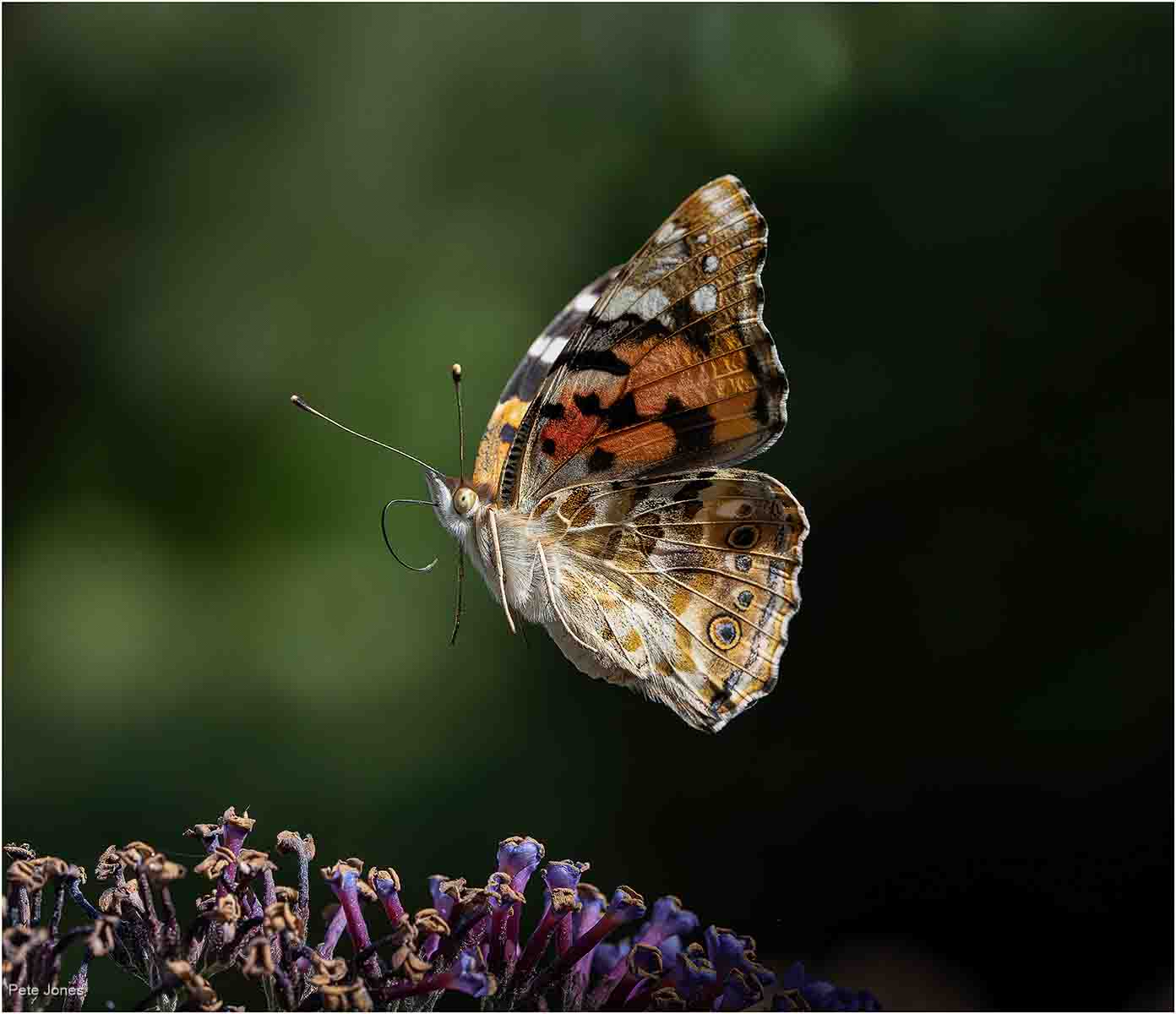 Painted Lady In Flight, Pete Jones