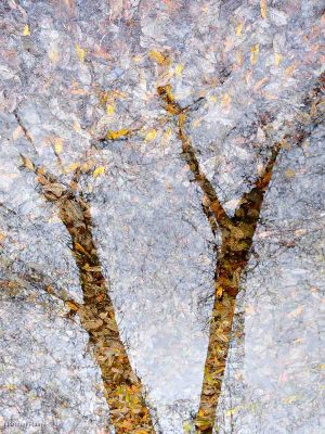 Autumn Reflection  No2, Norman Raine