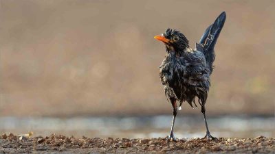 Blackbird Bathtime, Anna Warrington