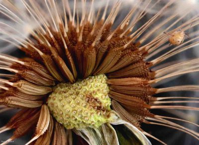 Dandelion & Bug, Alan Preston