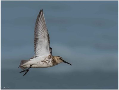 Dunlin In Flight, John Pearson