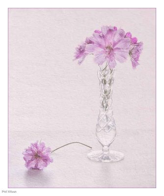 Pink Cosmos, Phil Wilson