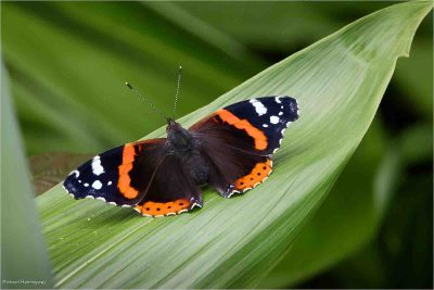 Red Admiral, Richard Hemingway