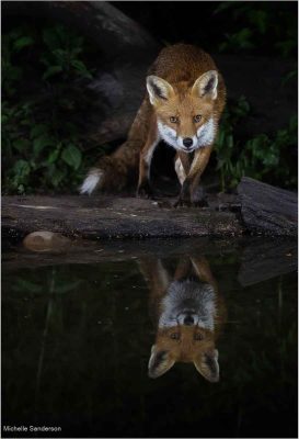 Red Fox Reflection, Michelle Sanderson