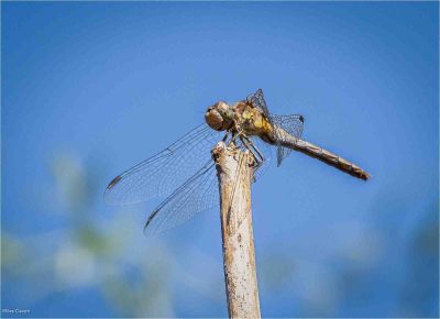 Scarlet Darter, Miles Caven