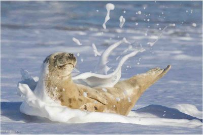 Seal In The Surf, Michelle Sanderson