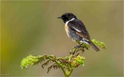 Stonechat, Dawn Banner