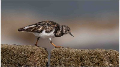 Turnstone Stepping Over The Groynes, John Pearson