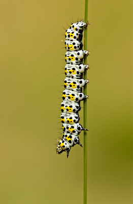 Mullein Moth Caterpillar 18