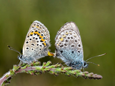 Silver-Studded-Blues-in-Cop (1)