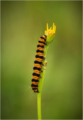 Cinnabar-Moth-Caterpillar-Tyia-Jacobaeae -20