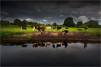 Cows-by-the-River -18