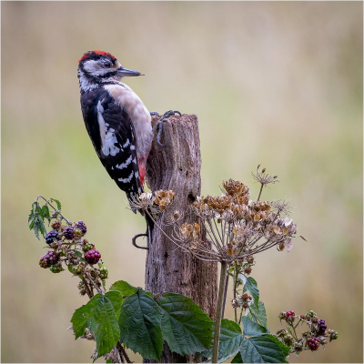 Juvenile-Greater-spotted-woodpecker 18