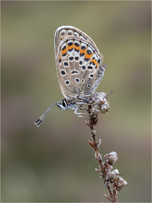 Silver Studded Blue with early morning dew -19