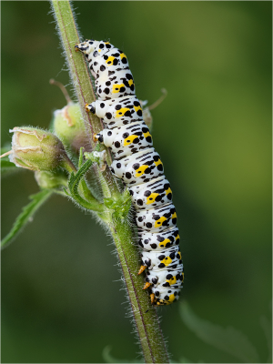 Mullein Caterpillar 17 