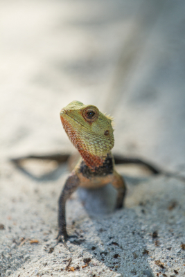 Lizard-Running-on-the-Sand-Maldives -18