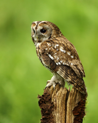 Tawny Owl-Strix-aluco -15