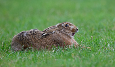 Brown Hare Stretching -18