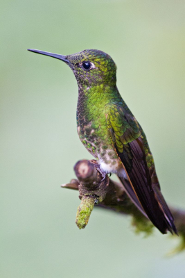 Hummingbird-in-the-Cloud-Forest -16