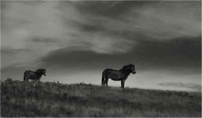 exmoor-ponies 18