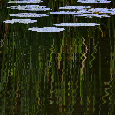  lily pads and reflections