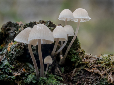 Twig-Parachute-Fungi-Marasmiellus-ramealis -20