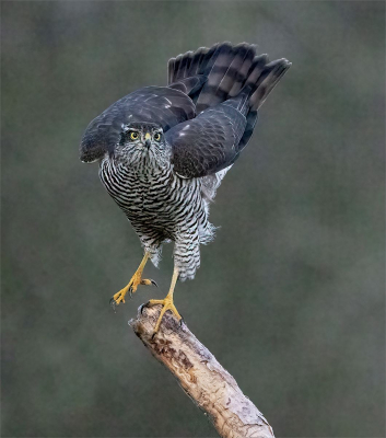sparrowhawk-ready-for-take-off 17