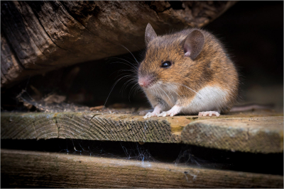 Field-Mouse-Foraging 17