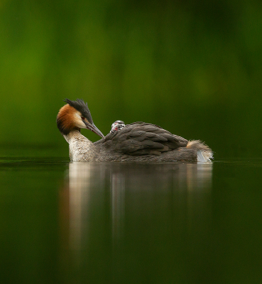 Great-Crested-Grebe-With-Chick-On-Back 20