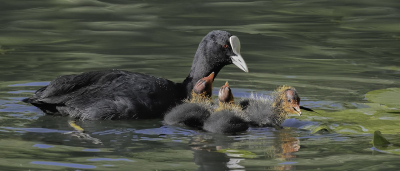 Coot-And-Chicks... 16