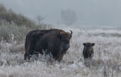European-bison-cow-and-calf 20