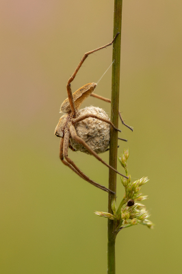 Spider Carrying Egg Sac 16
