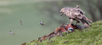 buzzard-plucking-pheasant 16