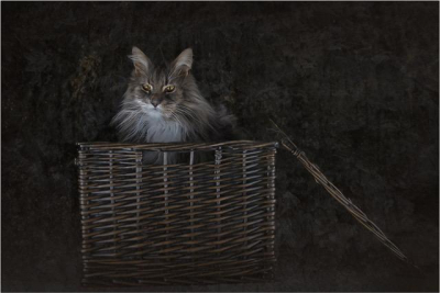 Cat-basket 18