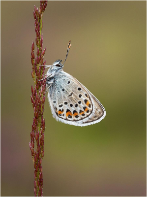 Silver-Studded-Blue-Male 17